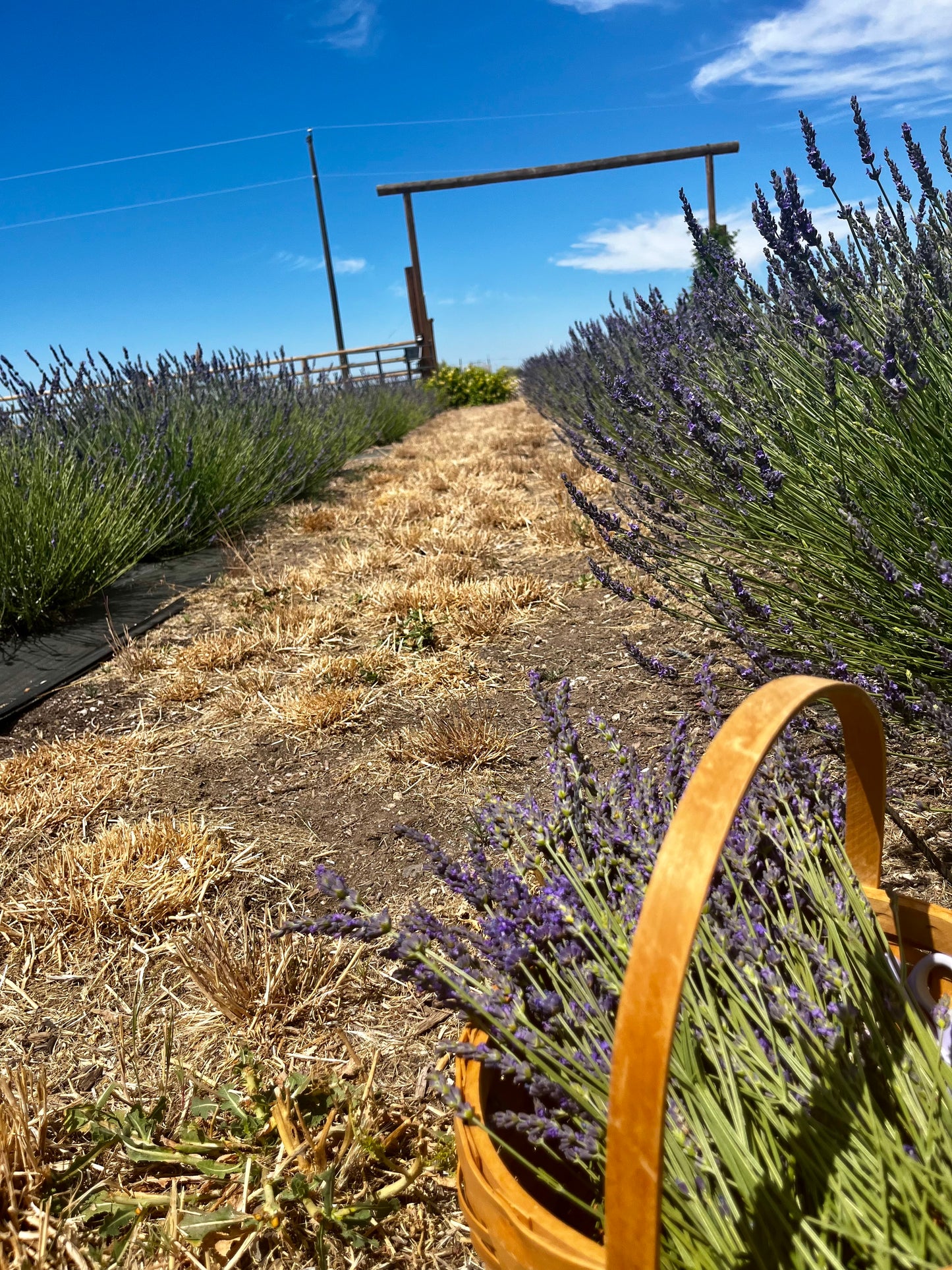 Lavender Fields Whipped Tallow